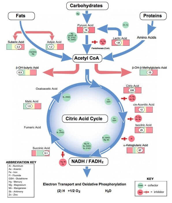 Citric Acid Cycle