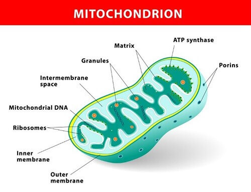 Mitochondrion